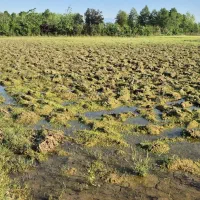 فروش فوری زمین شالی بیجار