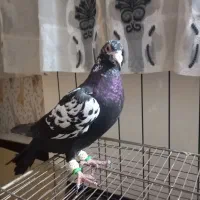 چیل سیاه ماده