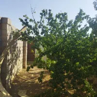 باغ-فروشی-قلعه-سفید