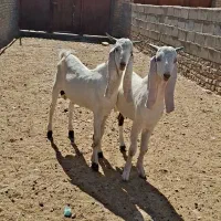 بزغاله پاکستانی نر