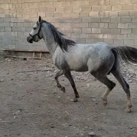 فروش اسب عرب