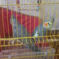 ۲۳۰۰میلیون