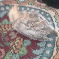 تعداد ۱۳عدد جوجه لاری نسل دار