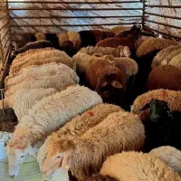 گوسفند بره تخفیف ویژه شهریورماه فقط/ کشتار رایگان|حیوانات مزرعه|تهران, خانیآباد|دیوار