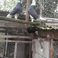 کبوتر بلند پرواز