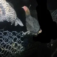 مرغ اصیل