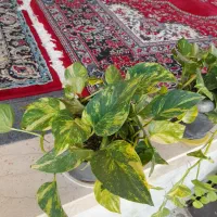 گل و گیاه، پتوس زعفرانی ، سبز، نئون ، ارتشی|گل و گیاه طبیعی|رشت, رشتیان|دیوار