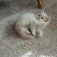 گربه|گربه|قزوین, |دیوار