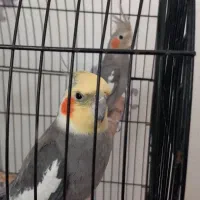 عروس هلندی|پرنده|مشهد, شهید قربانی|دیوار