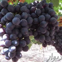 مشاوره و فروش نهال های مثمر و غیر مثمر|خدمات باغبانی و درختکاری|تهران, آرژانتین|دیوار
