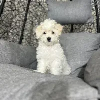 فروش سگ نژاد پودل ۲ماهه