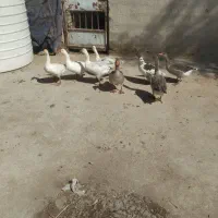 غاز|حیوانات مزرعه|اهواز, پردیس|دیوار