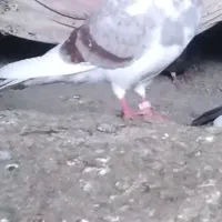 ۴ عدد کبوتر پرشی|پرنده|ایلام, |دیوار