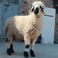 دوکابرپاکستانی و بره نر پلواری