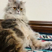 پرشین اسکاتیش