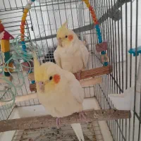 عروس هلندی لوتینو نر و ماده