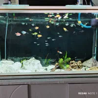 فروش ماهی آکواریومی گیاهخوار|ماهی|کرمانشاه, |دیوار
