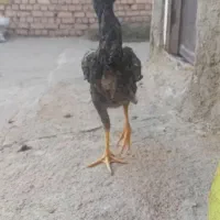 لاری دو جفت جوجه لاری اصل|حیوانات مزرعه|الوند, |دیوار