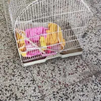 قفس طوطی عروس