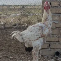 خروس لاری