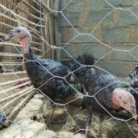 بوقلمون محلی|حیوانات مزرعه|سیب و سوران, |دیوار