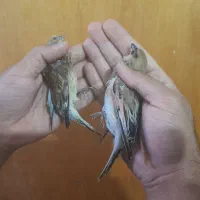 سهره.قناری.مرغ عشق.فنچ