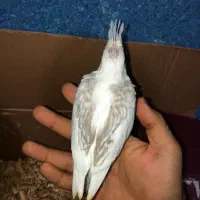 عروس هلندی دوکت پروانه‌ای