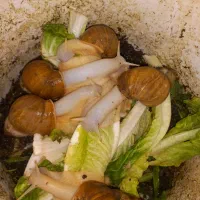 حلزون اچاتینا