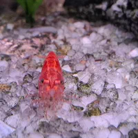 ماهی گپی ، میگو|ماهی|تبریز, |دیوار