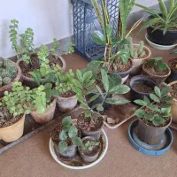 تعدادی گل آپارتمانی طبیعی