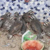بلدرچین