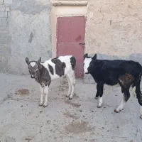 دوعددگوساله