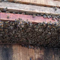 فروش زنبور و وسایل زنبورداری