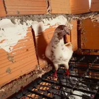 کفتر|پرنده|مینودشت, |دیوار