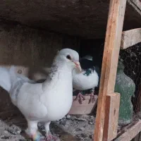 نداشتن وقت رسیدگی کم بود جا|پرنده|کرج, حسن آباد|دیوار