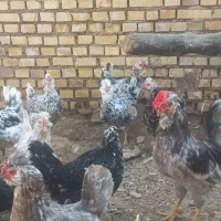 تخم مرغ گلین