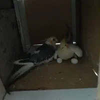 آناناسی و سینامون