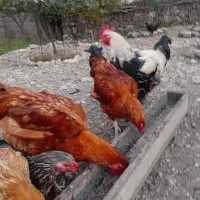 خروس دورگه درشت