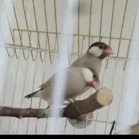 یک جفت فنچ نرگسی شکلاتی