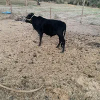 فروش دو عدد نر گاو چاق گوشتی|حیوانات مزرعه|چاه داد خدا, |دیوار