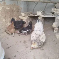 مرغ محلی تخم گذار