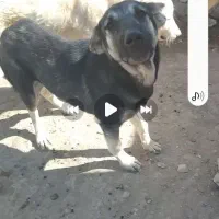 سگ دزدیده شده