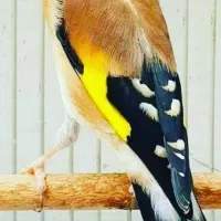 سره های متولد قفس دهن دار