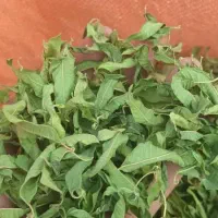 سفارش تولید گل همیشه بهار.بادرنحبویه.نعناع معمولی