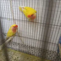 طوطی برزیلی