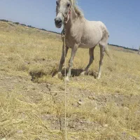 اسب مادیان سالم ودرشت وسواریدارقیمت پایین|اسب و تجهیزات اسب‌سواری|مشگین شهر, |دیوار