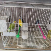 کتوله-عروس-فنج-مرغ عشق 100تومن|پرنده|نیشابور, خیام|دیوار