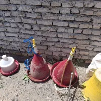 آبخوری مرغ خروس