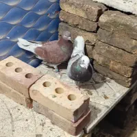 ۱۸ عدد کفتر تهرانی پرشی به شرط گرفتنی