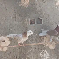 کفتر|پرنده|زارچ, |دیوار